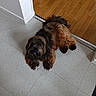animal, black, brown, companion, curious, cute, dog, domestic, floor, fluffy, fur, home, indoor, looking_up, paw, pet, relaxed, small_dog, tile_floor, wood_floor