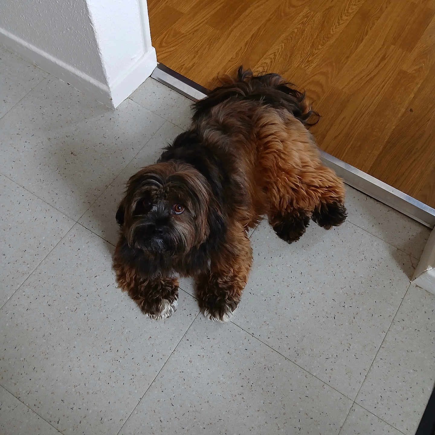 Louna a rejoint le concours — aidez-le/la à gagner de superbes lots ! animal, black, brown, companion, curious, cute, dog, domestic, floor, fluffy, fur, home, indoor, looking_up, paw, pet, relaxed, small_dog, tile_floor, wood_floor
