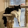 cat, black_and_white, cat_tree, indoor, window, blinds, relaxed, paw, feline, pet, fur, cozy, animal, lounging, domestic, whiskers, tail, scratching_post, household, resting