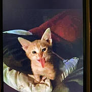 Coco joined the competition — help win amazing prizes! kitten, cat, orange_cat, tongue_out, pet, animal, cushion, indoor, cute, funny, small, feline, domestic_animal, resting, furry, young_cat, playful, cozy, soft, looking