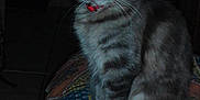 Swiffer participe au concours pour gagner de l'argent avec cette photo : animal, blanket, cat, collar, domestic_animal, feline, fluffy, gray_cat, indoor, looking, low_light, patterned_blanket, pet, red_collar, reflective_eyes, sitting, tabby, tail, tile_floor, whiskers