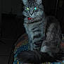 animal, blanket, cat, collar, domestic_animal, feline, fluffy, gray_cat, indoor, looking, low_light, patterned_blanket, pet, red_collar, reflective_eyes, sitting, tabby, tail, tile_floor, whiskers