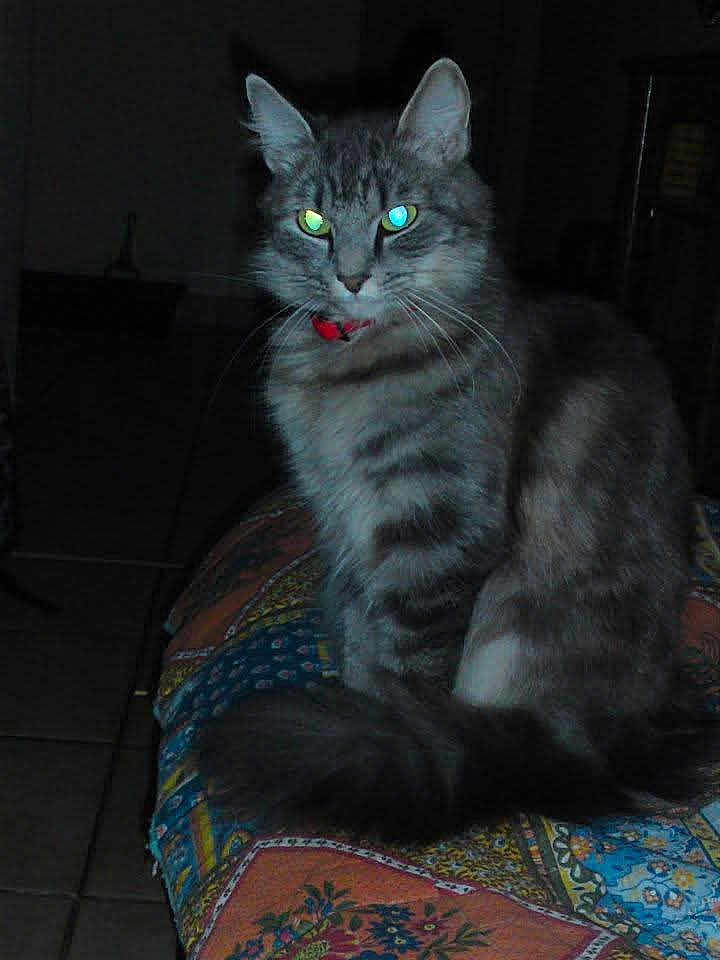 Swiffer participe au concours pour gagner de l'argent avec cette photo : animal, blanket, cat, collar, domestic_animal, feline, fluffy, gray_cat, indoor, looking, low_light, patterned_blanket, pet, red_collar, reflective_eyes, sitting, tabby, tail, tile_floor, whiskers