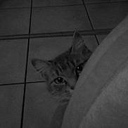 Swiffer a rejoint le concours — aidez-le/la à gagner de superbes lots ! animal, background, black_and_white, cat, cozy, curious, ears, eyes, feline, floor, hidden, indoor, mystery, partial_view, peeking, pet, quiet, shadow, shy, tile