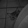 animal, background, black_and_white, cat, cozy, curious, ears, eyes, feline, floor, hidden, indoor, mystery, partial_view, peeking, pet, quiet, shadow, shy, tile