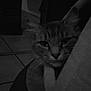Swiffer a rejoint le concours — aidez-le/la à gagner de superbes lots ! animal, black_and_white, cat, cozy, curiosity, curtain, domestic_cat, ears, face, furniture, hidden, indoor, low_light, peeking, pet, quiet, resting, shadow, tile_floor, whiskers