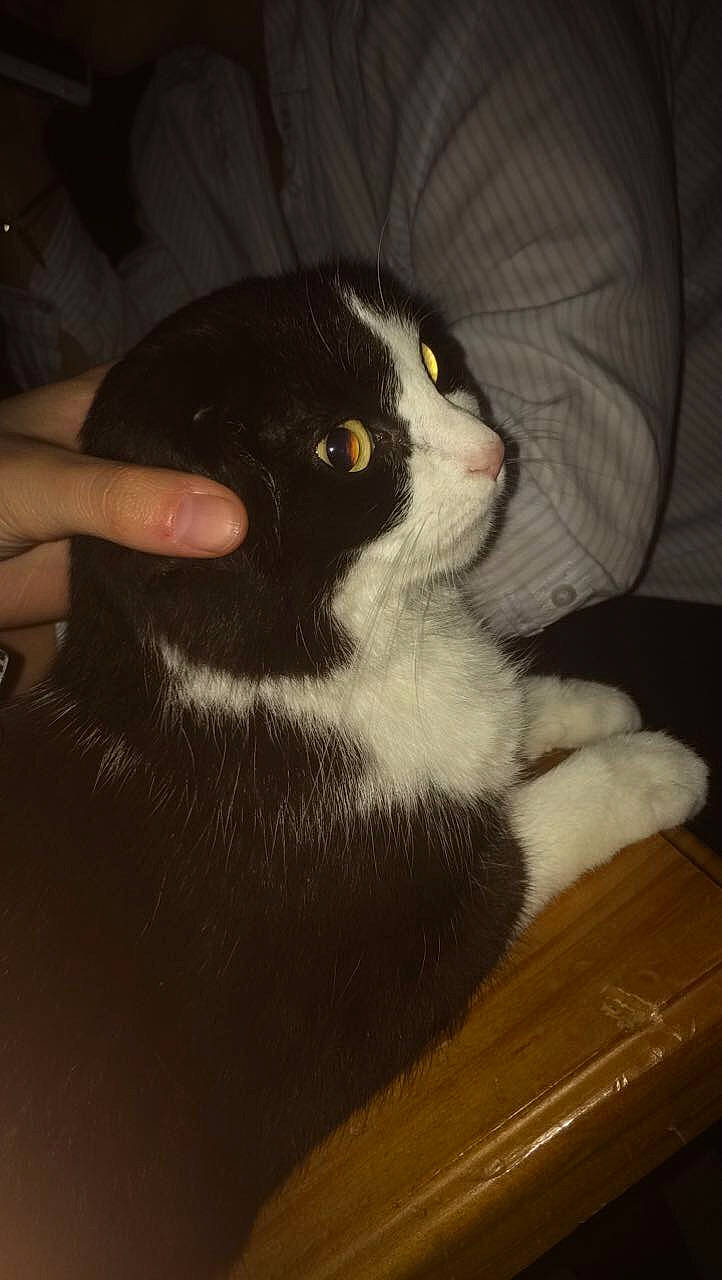 Daenerys participe au concours pour gagner de l'argent avec cette photo : carnivore, cat, domestic_long_haired_cat, domestic_short_haired_cat, felidae, fur, norwegian_forest_cat, small_to_medium_sized_cats, whiskers