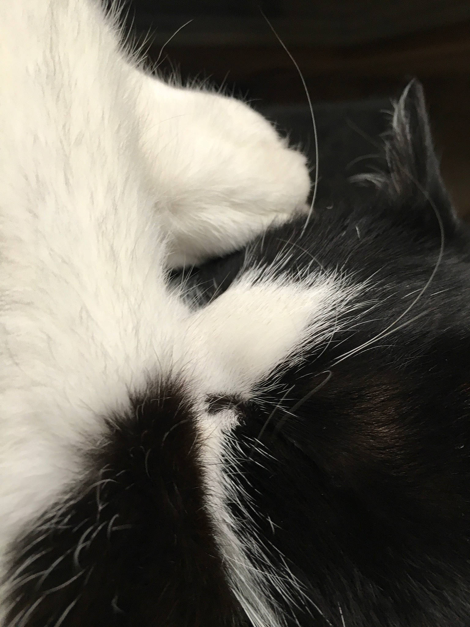 Daenerys participe au concours pour gagner de l'argent avec cette photo : black_and_white, carnivore, cat, claw, close_up, ear, eye, felidae, fur, nose, paw, photography, sky, small_to_medium_sized_cats, snout, tail, whiskers, white