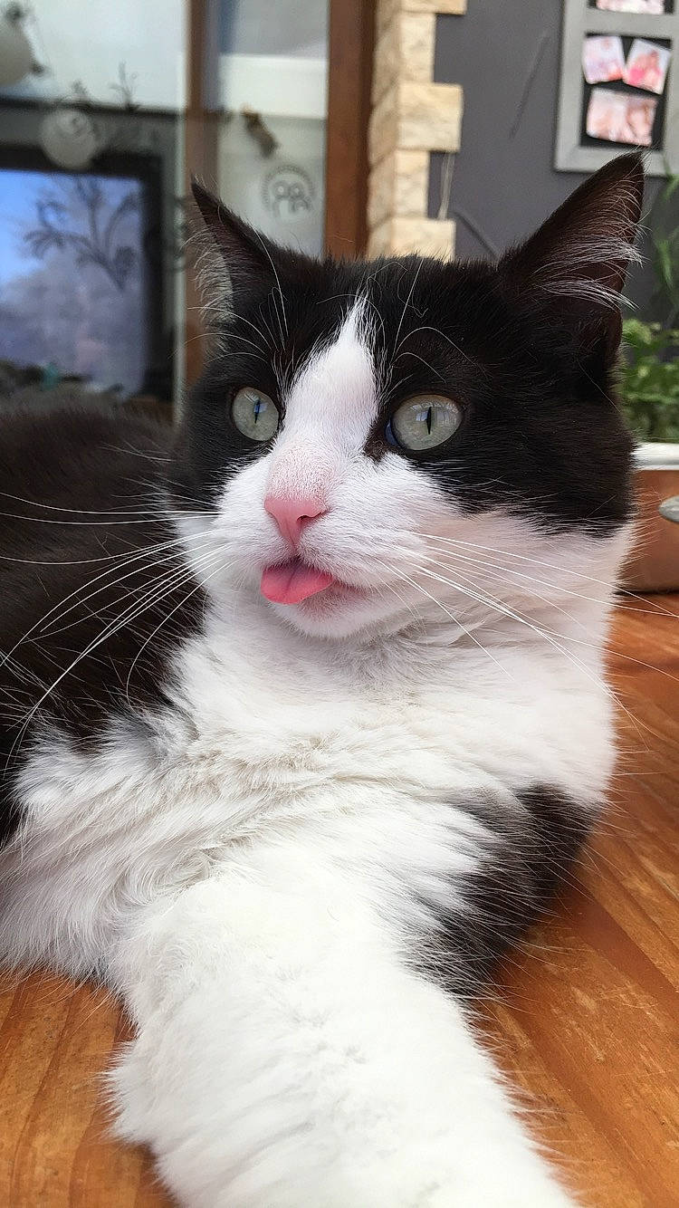 Daenerys a rejoint le concours — aidez-le/la à gagner de superbes lots ! aegean_cat, american_wirehair, black_and_white, carnivore, cat, domestic_short_haired_cat, european_shorthair, eye, felidae, fur, japanese_bobtail, kitten, mammal, norwegian_forest_cat, nose, polydactyl_cat, small_to_medium_sized_cats, snout, turkish_van, whiskers