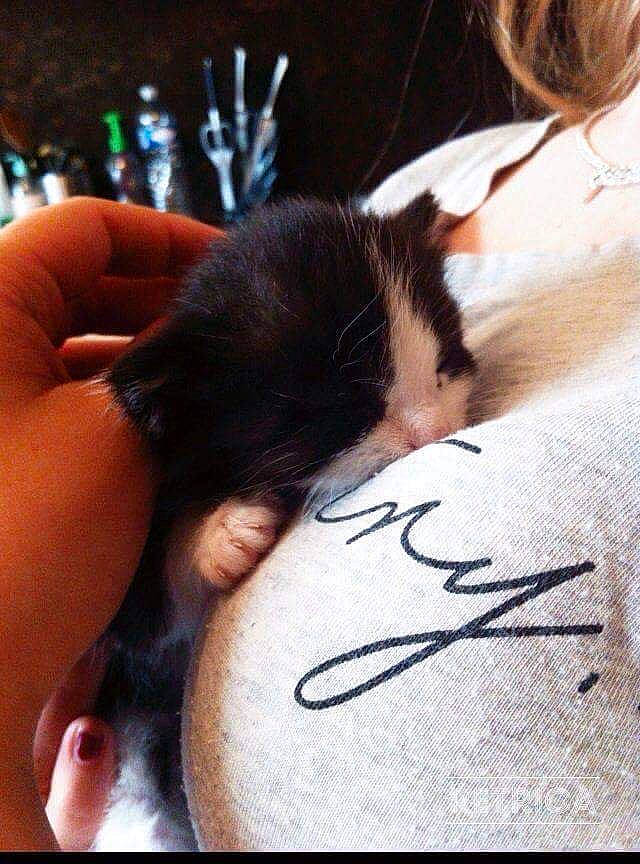 Daenerys participe au concours pour gagner de l'argent avec cette photo : black_hair, carnivore, cat, ear, felidae, fur, hair, long_hair, skin, small_to_medium_sized_cats, whiskers