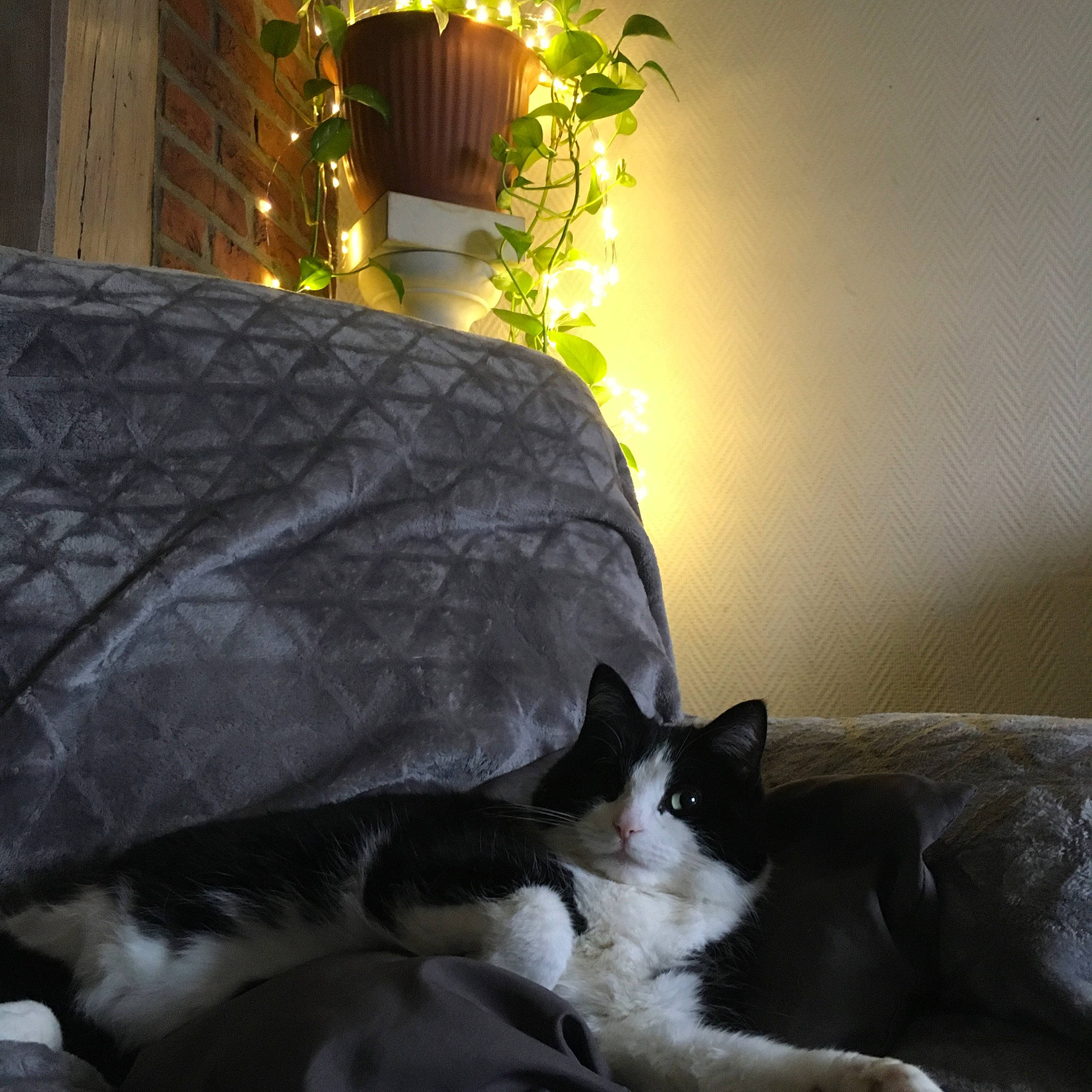 Daenerys participe au concours pour gagner de l'argent avec cette photo : bed_sheet, carnivore, cat, comfort, couch, domestic_short_haired_cat, european_shorthair, felidae, fur, furniture, home, house, interior_design, kitten, polydactyl_cat, room, small_to_medium_sized_cats, tail, whiskers, window