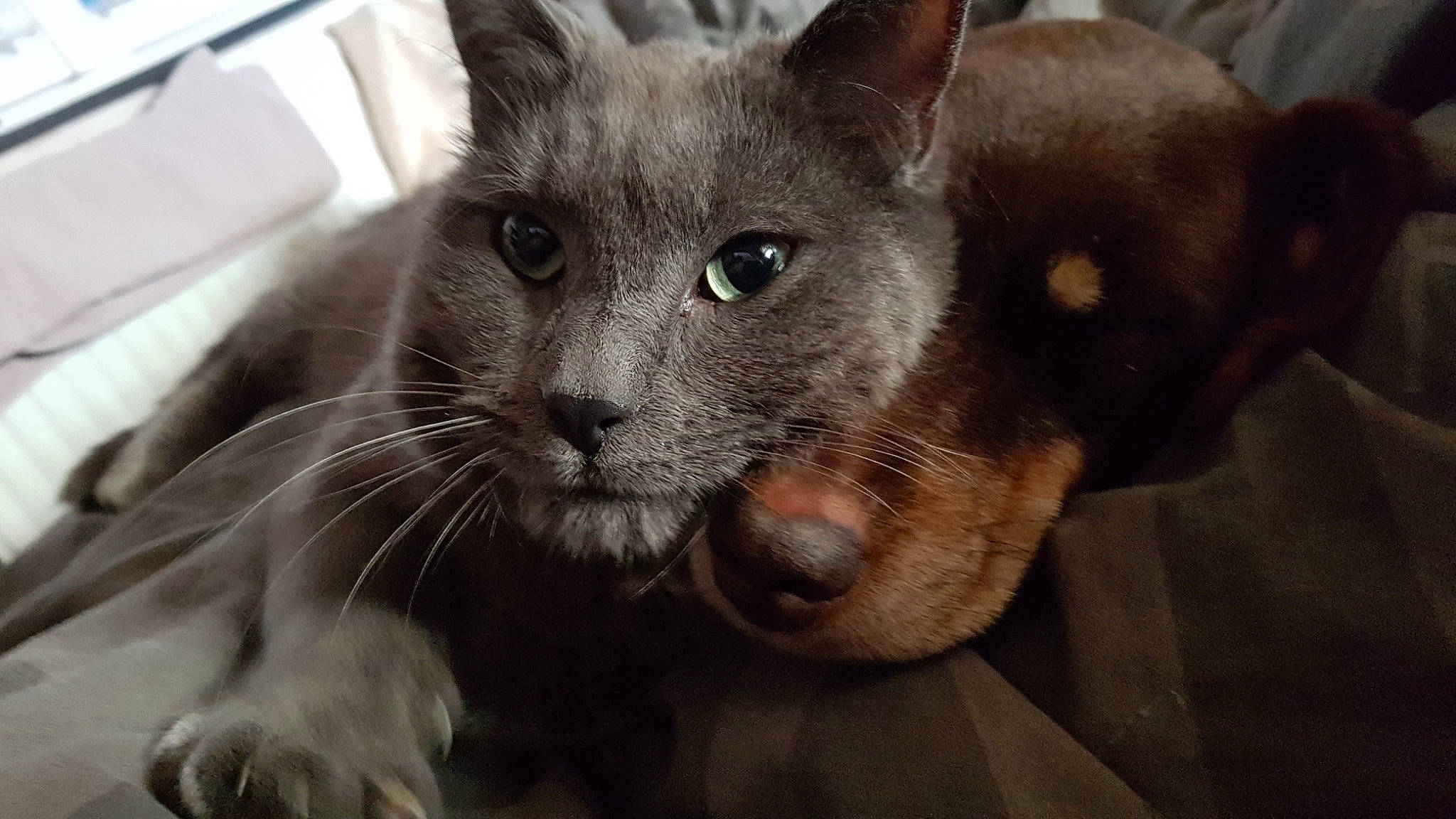 Salem participe au concours pour gagner de l'argent avec cette photo : asian, black_cat, burmese, carnivore, cat, chartreux, domestic_short_haired_cat, felidae, german_rex, javanese, korat, mammal, nebelung, oriental_longhair, russian_blue, small_to_medium_sized_cats, snout, tonkinese, vertebrate, whiskers