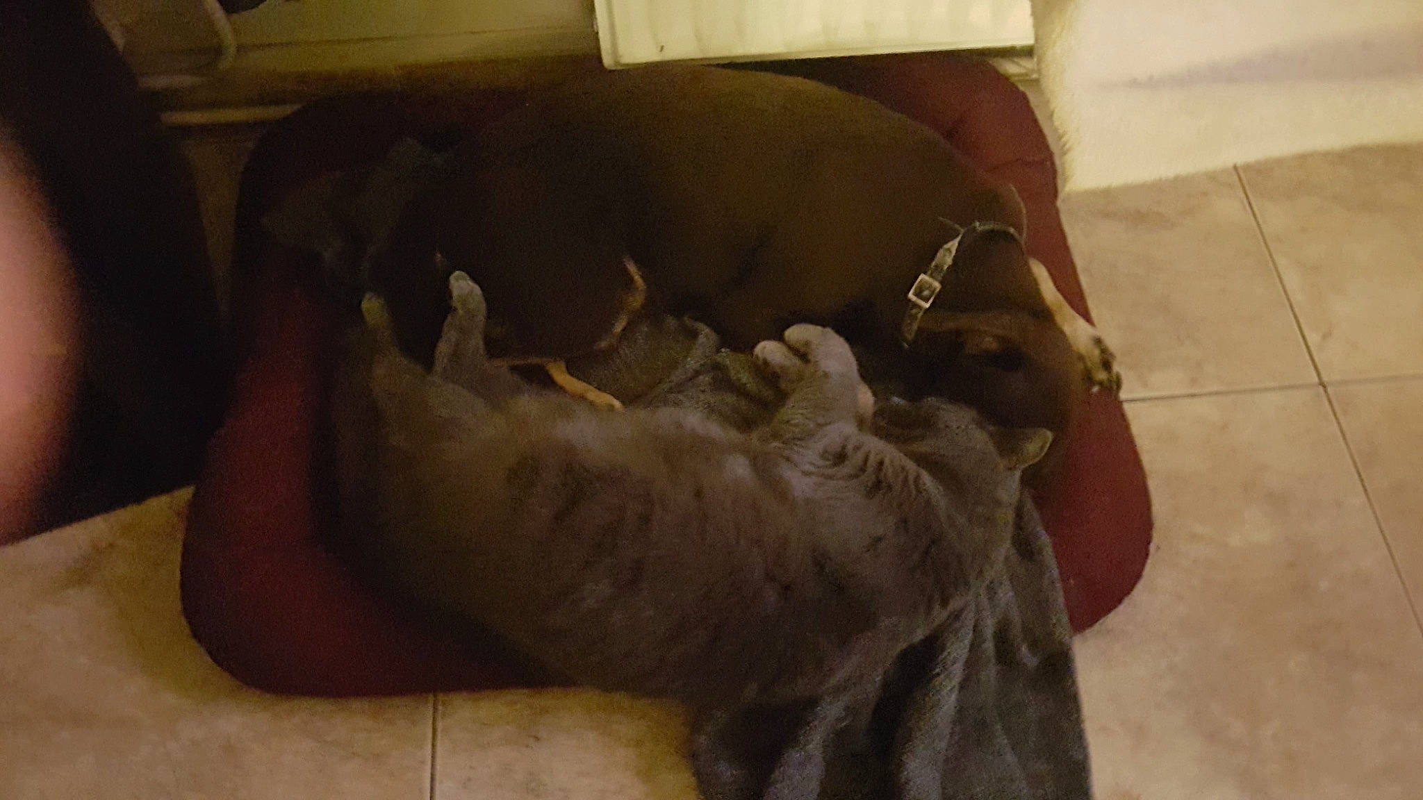 Salem a rejoint le concours — aidez-le/la à gagner de superbes lots ! canidae, carnivore, dog, dog_breed, fawn, floor, guard_dog, labrador_retriever, non_sporting_group, pointing_breed, sporting_group, weimaraner