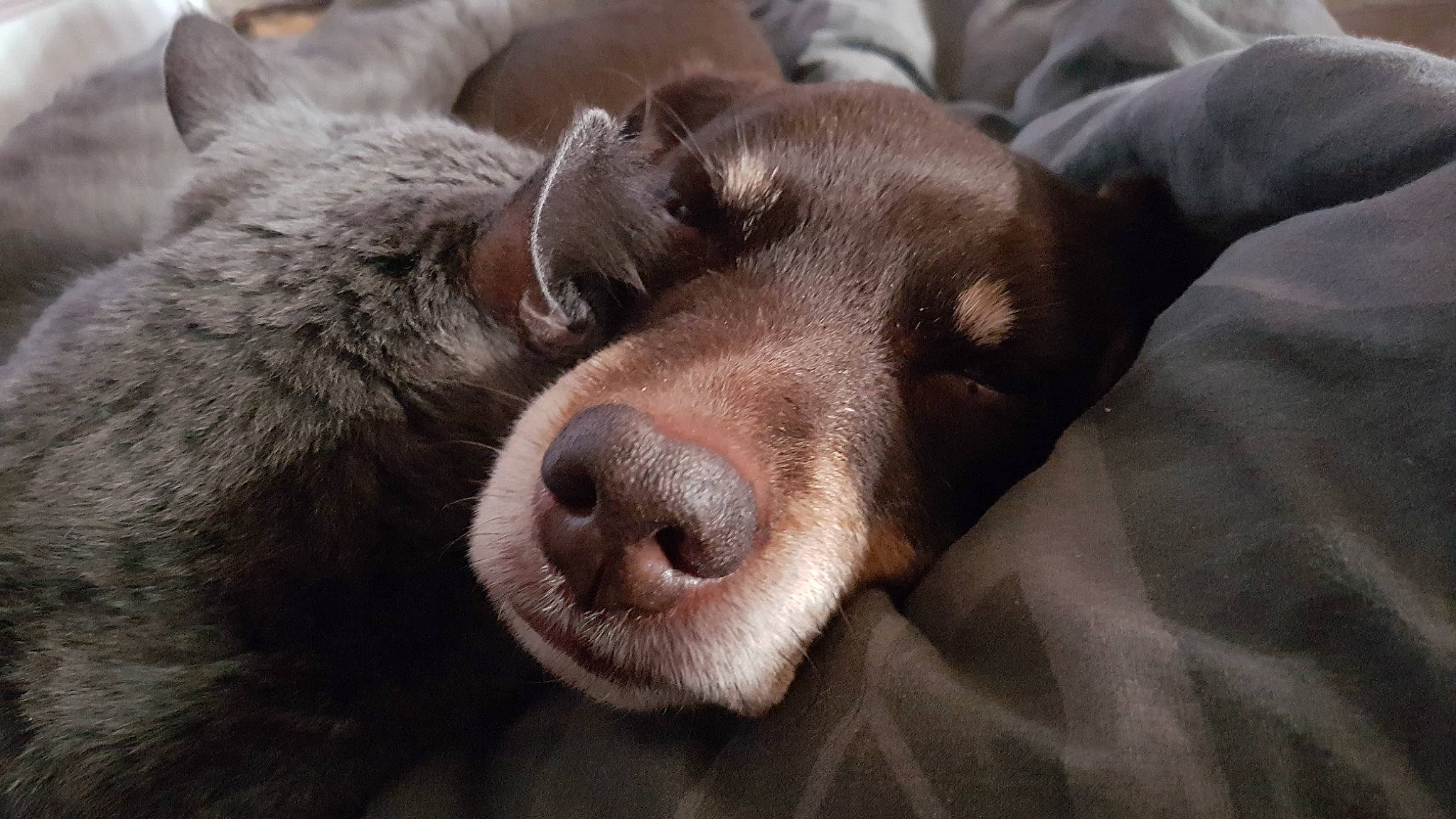 Salem participe au concours pour gagner de l'argent avec cette photo : canidae, carnivore, dog, dog_breed, fawn, fur, labrador_retriever, mammal, nap, nose, pointing_breed, snout, sporting_group, vertebrate, weimaraner, whiskers