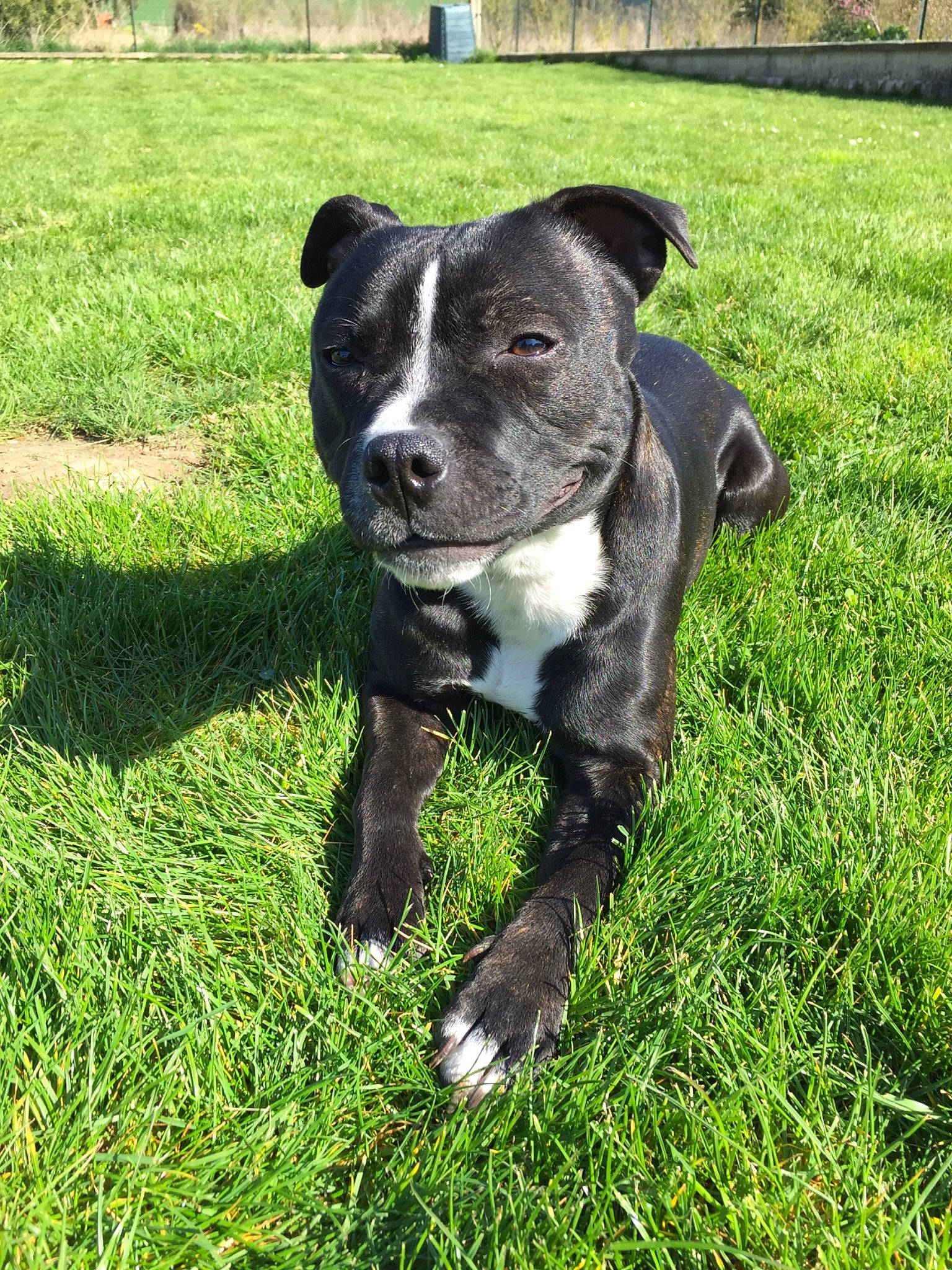 Piksy participe au concours pour gagner de l'argent avec cette photo : alaunt, american_pit_bull_terrier, american_staffordshire_terrier, canidae, carnivore, companion_dog, dog, dog_breed, grass, mammal, non_sporting_group, pit_bull, plant, puppy, rare_breed_dog, snout, sporting_group, staffordshire_bull_terrier, terrier, vertebrate