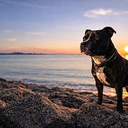 Piksy a rejoint le concours — aidez-le/la à gagner de superbes lots ! beach, brindle, calm, canine, coast, collar, dog, golden_hour, horizon, loyal, nature, outdoors, pet, portrait, rocks, seaside, sky, sun, sunset, water