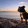 beach, brindle, calm, canine, coast, collar, dog, golden_hour, horizon, loyal, nature, outdoors, pet, portrait, rocks, seaside, sky, sun, sunset, water