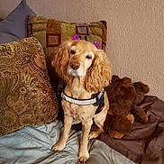 Lady joined the competition — help win amazing prizes! animal, bed, blanket, comfort, cozy, cute, decor, dog, fur, golden_dog, home, indoor, looking, pet, pillows, plush_toy, purple_bows, sitting, teddy_bear, wall