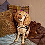 animal, bed, blanket, comfort, cozy, cute, decor, dog, fur, golden_dog, home, indoor, looking, pet, pillows, plush_toy, purple_bows, sitting, teddy_bear, wall