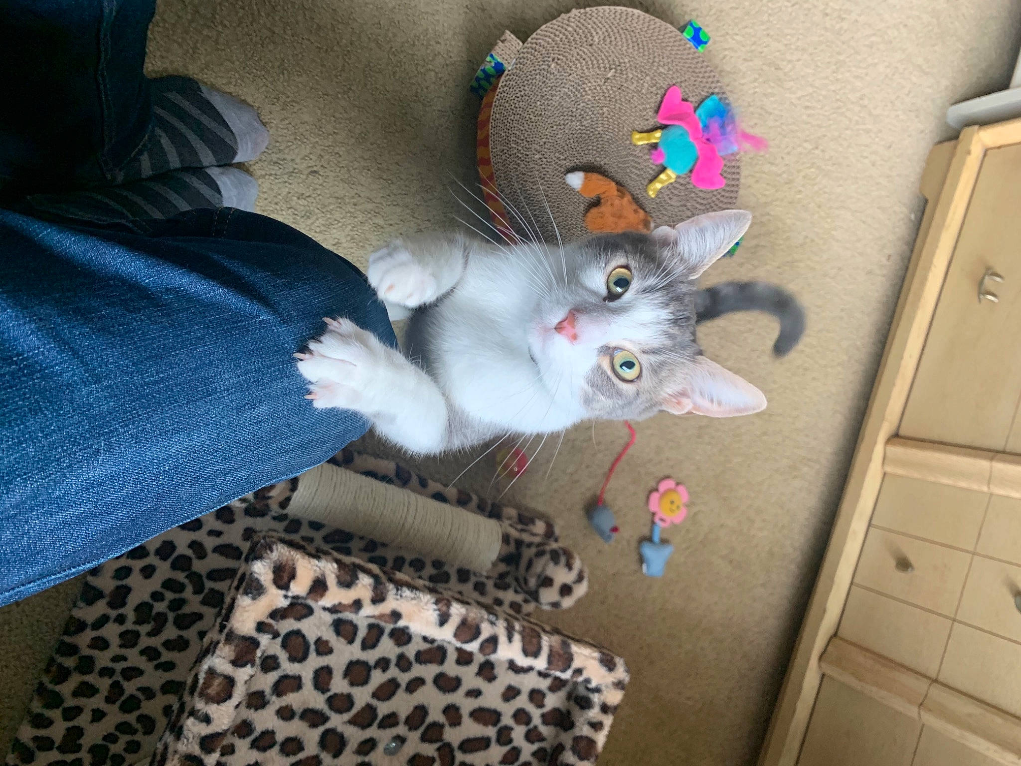 Peapod is registered to the contest to win money with this photo: cabinetry, carnivore, cat, comfort, dog_breed, domestic_short_haired_cat, fawn, felidae, floor, flooring, fur, grey, pattern, paw, room, small_to_medium_sized_cats, tail, whiskers, wool, woven_fabric