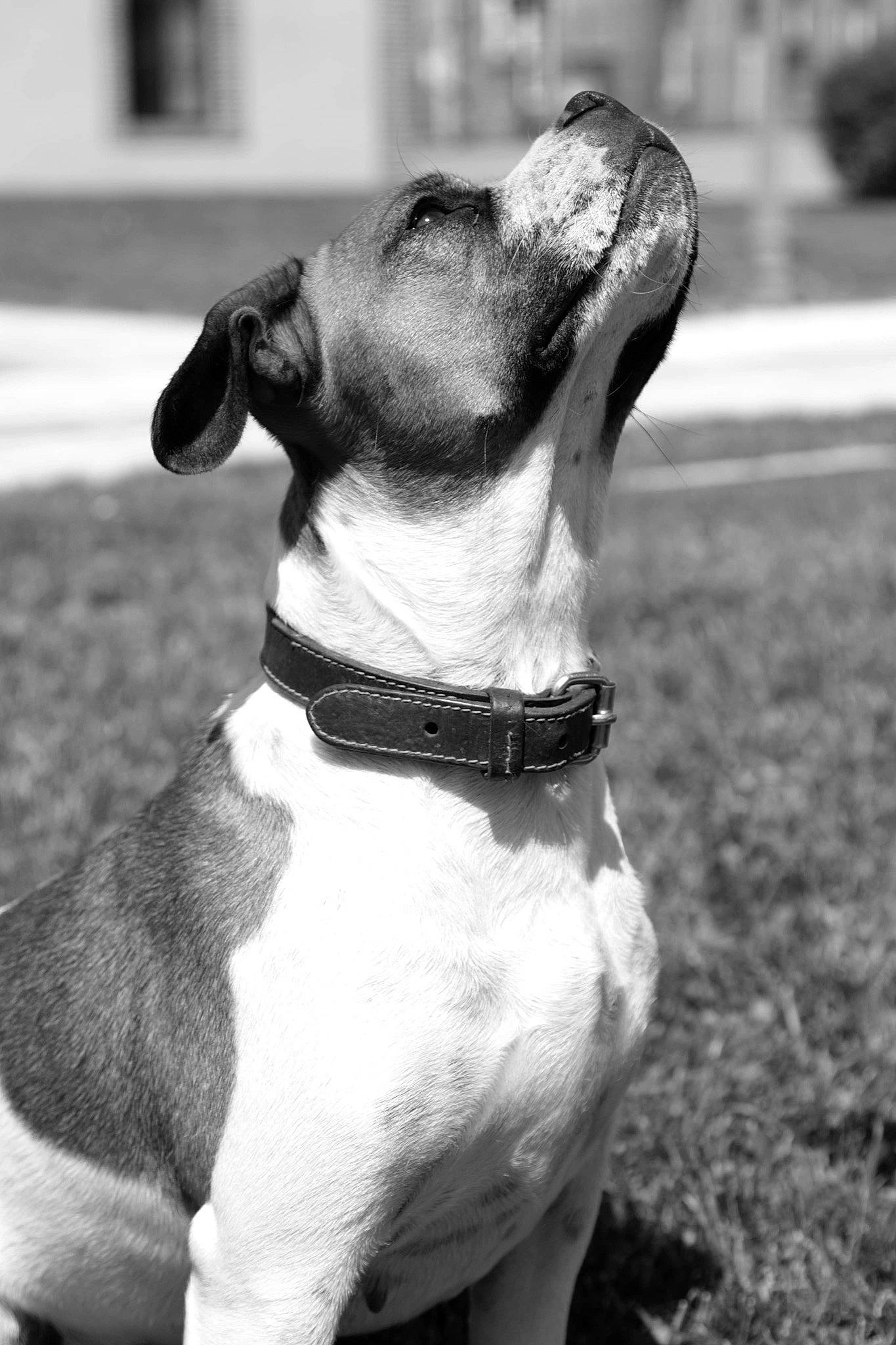 Betty a rejoint le concours — aidez-le/la à gagner de superbes lots ! black, carnivore, collar, companion_dog, dog, dog_breed, dog_collar, dog_supply, fawn, happy, leash, monochrome, monochrome_photography, pet_supply, snout, sporting_group, style, whiskers, white, working_animal