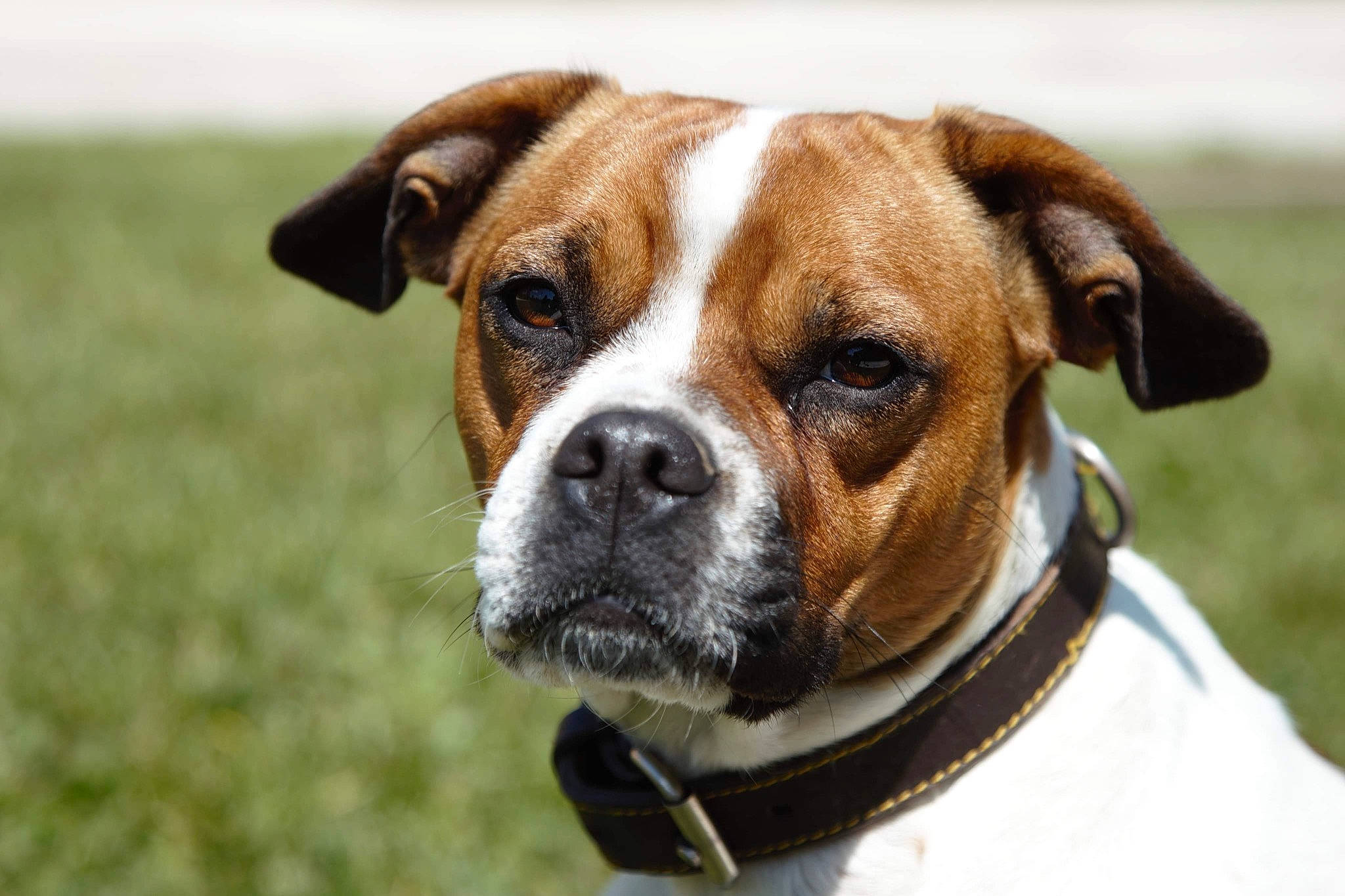 Betty participe au concours pour gagner de l'argent avec cette photo : ancient_dog_breeds, canidae, carnivore, collar, companion_dog, dog, dog_breed, dog_collar, dog_supply, fawn, grass, leash, liver, pet_supply, snout, sporting_group, terrestrial_animal, whiskers, working_animal, working_dog