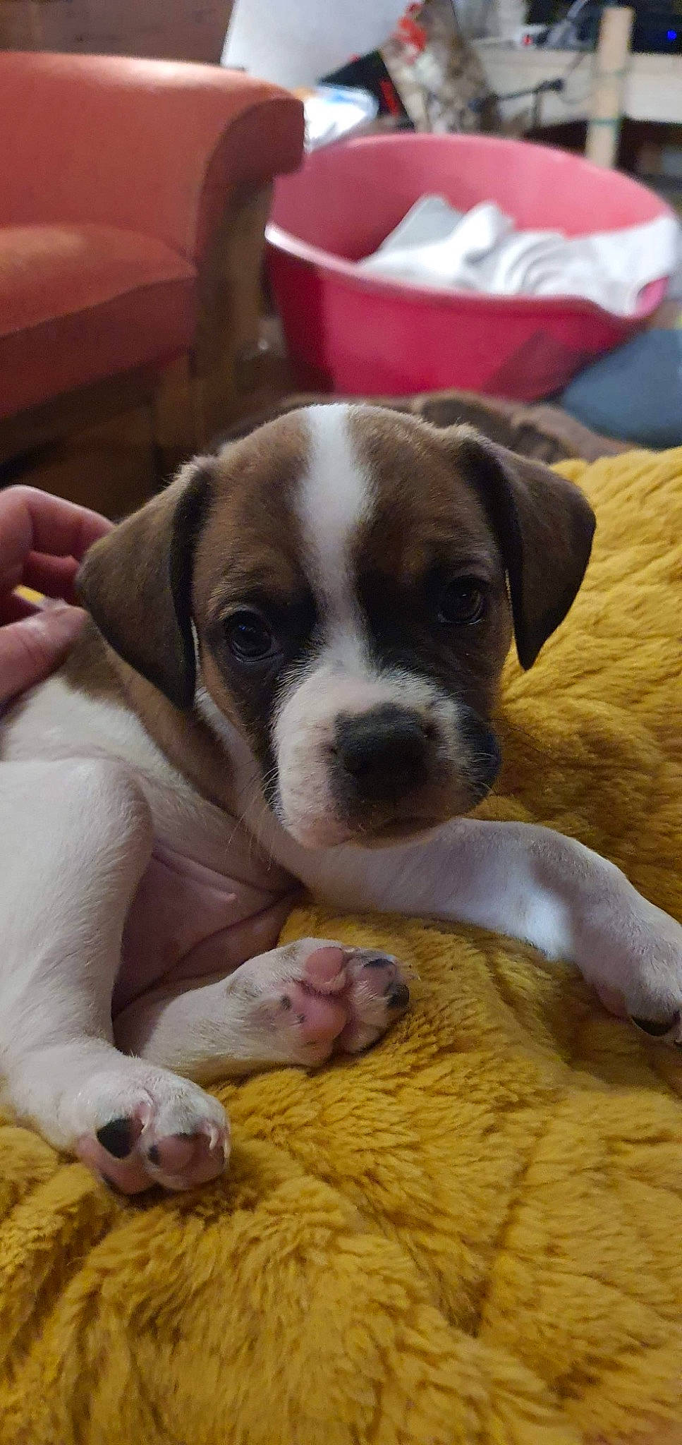 Betty participe au concours pour gagner de l'argent avec cette photo : bored, boston_terrier, canidae, carnivore, comfort, companion_dog, dog, dog_breed, fawn, molosser, non_sporting_group, paw, puppy_love, snout, sporting_group, terrestrial_animal, toy_dog, whiskers, working_animal, wrinkle