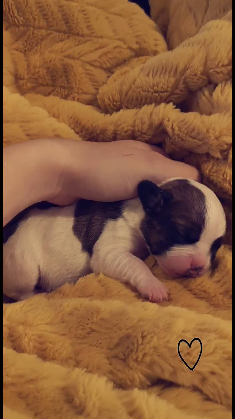 Betty a rejoint le concours — aidez-le/la à gagner de superbes lots ! art, bulldog, carnivore, cloud, comfort, companion_dog, dog, dog_breed, fawn, fur, linens, paw, rectangle, snout, sporting_group, terrestrial_animal, tints_and_shades, toy_dog, wood, working_animal