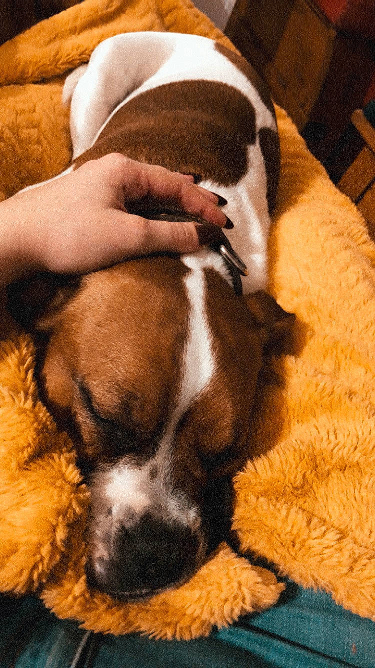 Betty participe au concours pour gagner de l'argent avec cette photo : carnivore, cloud, comfort, companion_dog, dog, dog_breed, ear, fawn, fur, hat, mammal, paw, plant, puppy_love, scent_hound, snout, tail, vertebrate, whiskers, working_animal