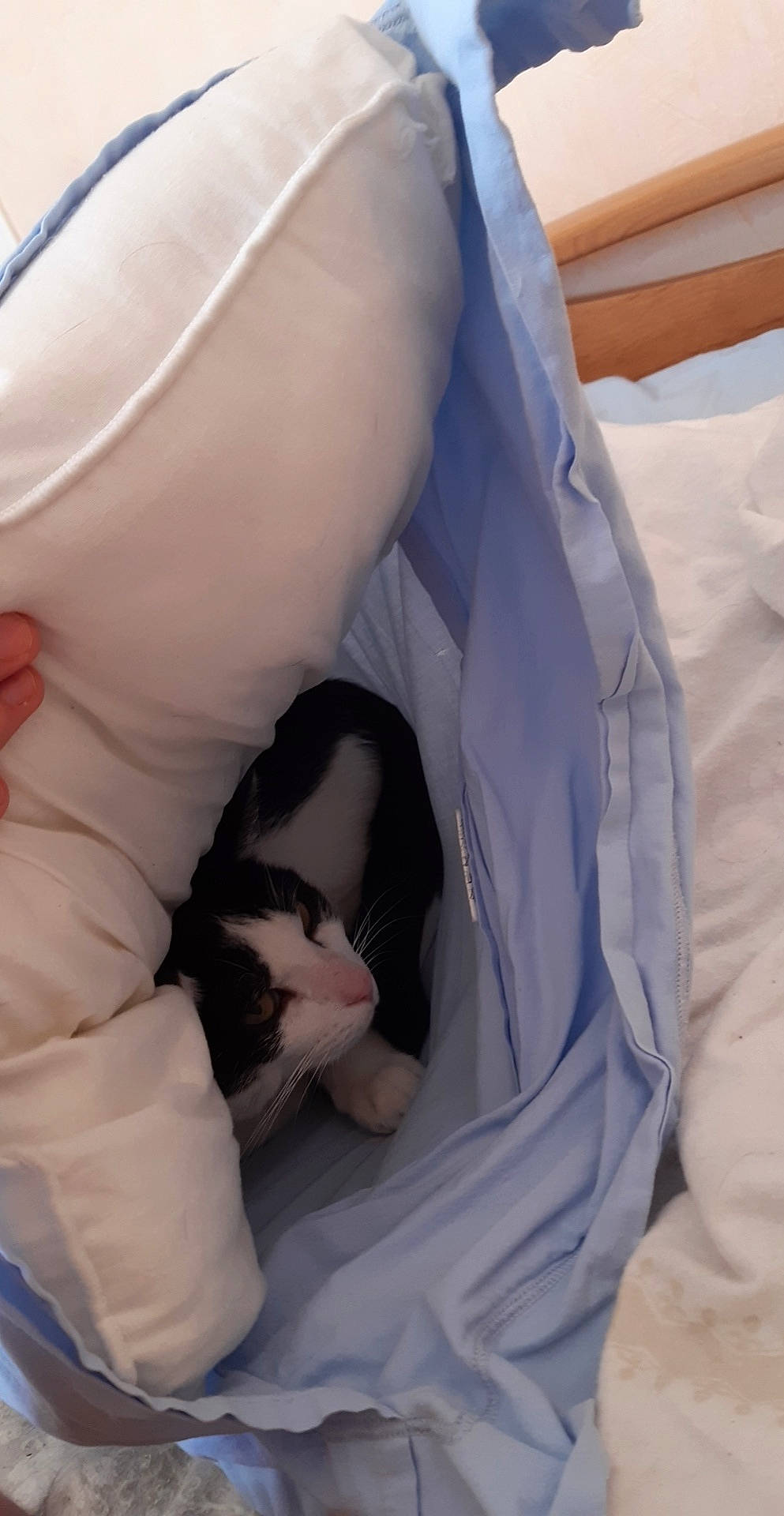 Poséidon a rejoint le concours — aidez-le/la à gagner de superbes lots ! carnivore, cat, felidae, leg, nap, sleep, small_to_medium_sized_cats