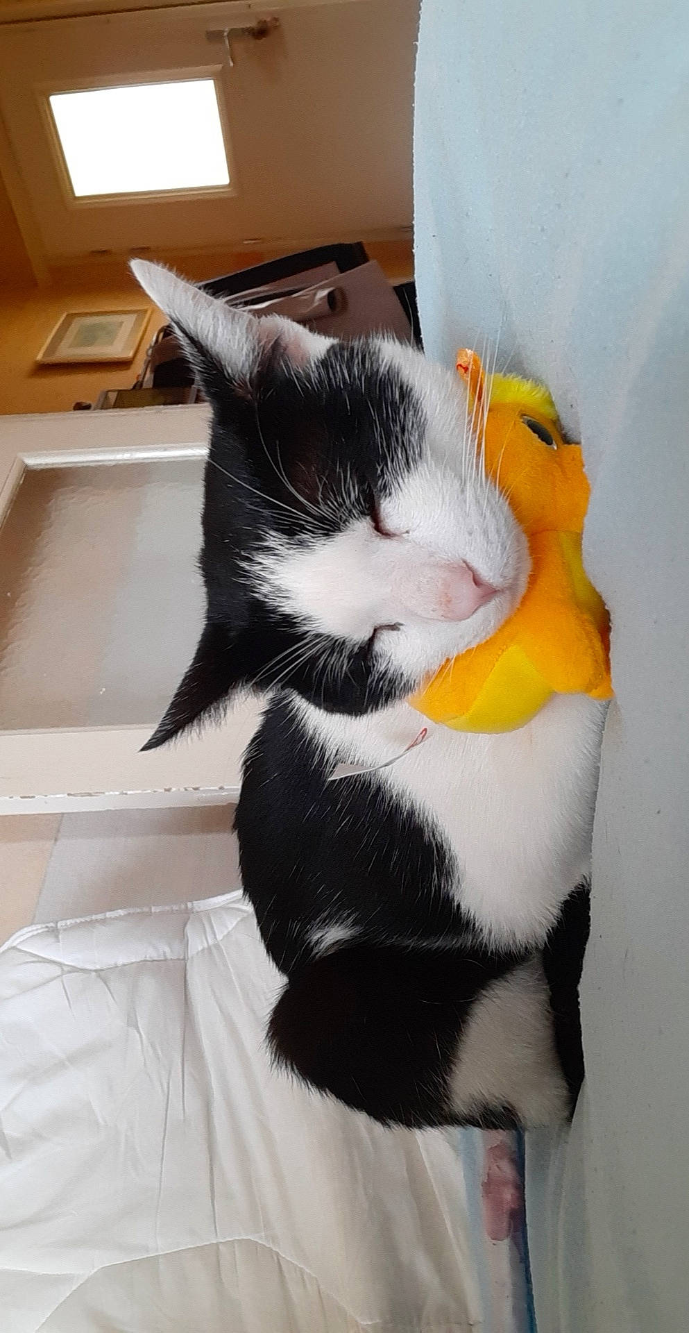 Poséidon a rejoint le concours — aidez-le/la à gagner de superbes lots ! american_wirehair, black_and_white, carnivore, cat, domestic_short_haired_cat, felidae, fur, japanese_bobtail, small_to_medium_sized_cats, snout, tail, whiskers