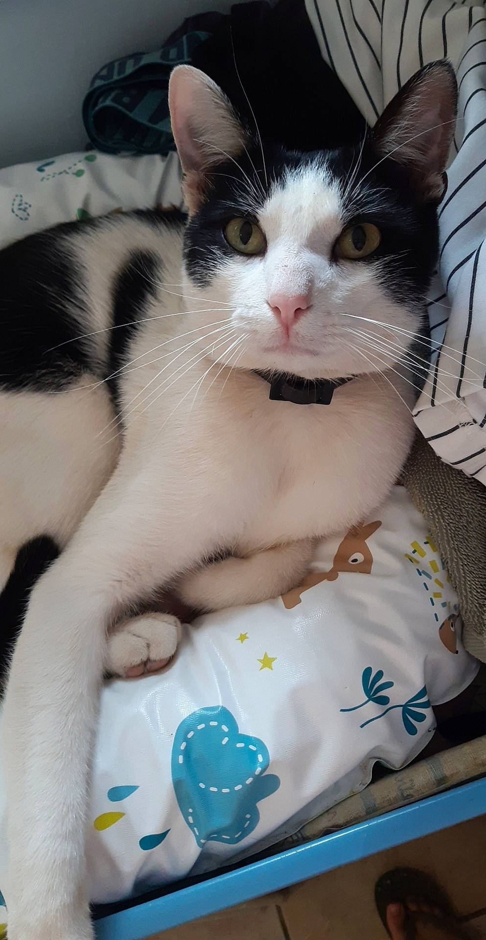 Poséidon a rejoint le concours — aidez-le/la à gagner de superbes lots ! aegean_cat, american_wirehair, asian, carnivore, cat, domestic_short_haired_cat, european_shorthair, felidae, japanese_bobtail, kitten, paw, polydactyl_cat, small_to_medium_sized_cats, whiskers