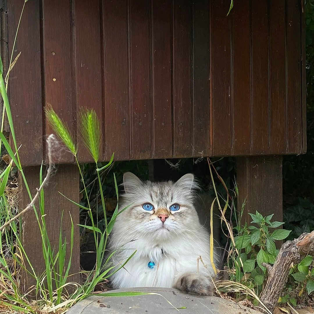 Yoda participe au concours pour gagner de l'argent avec cette photo : animal, blue_eyes, cat, closeup, collar, curious, cute, daylight, feline, fluffy, grass, hideout, nature, outdoor, paw, pet, plants, quiet, whiskers, wooden_structure