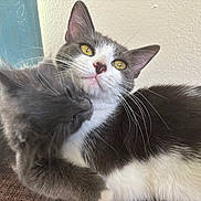 Shakira is registered to the contest to win money with this photo: cat, cats, feline, pets, cute, cuddling, whiskers, fur, indoor, yellow_eyes, gray_cat, white_and_gray_cat, close_up, animal, mammal, companionship, affection, relaxed, soft_light, curious