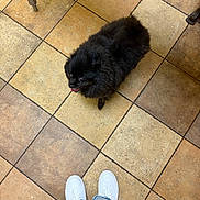 Chichi joined the competition — help win amazing prizes! dog, black_dog, fluffy, small_dog, tile_floor, footwear, white_sneakers, jeans, looking_up, indoor, pet, animal, companion, cute, floor_tiles, brown_tiles, square_tiles, legs, casual_clothing, standing