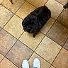 dog, black_dog, fluffy, small_dog, tile_floor, footwear, white_sneakers, jeans, looking_up, indoor, pet, animal, companion, cute, floor_tiles, brown_tiles, square_tiles, legs, casual_clothing, standing
