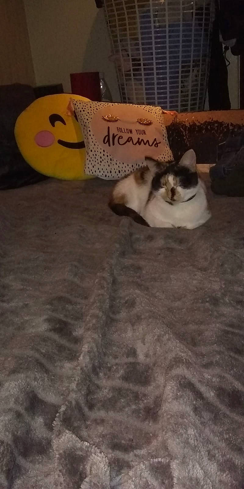 Coffee joined the competition — help win amazing prizes! carnivore, cat, comfort, companion_dog, dog_breed, domestic_short_haired_cat, fawn, felidae, floor, flooring, fur, hardwood, linens, paw, room, small_to_medium_sized_cats, snout, tail, whiskers, wood