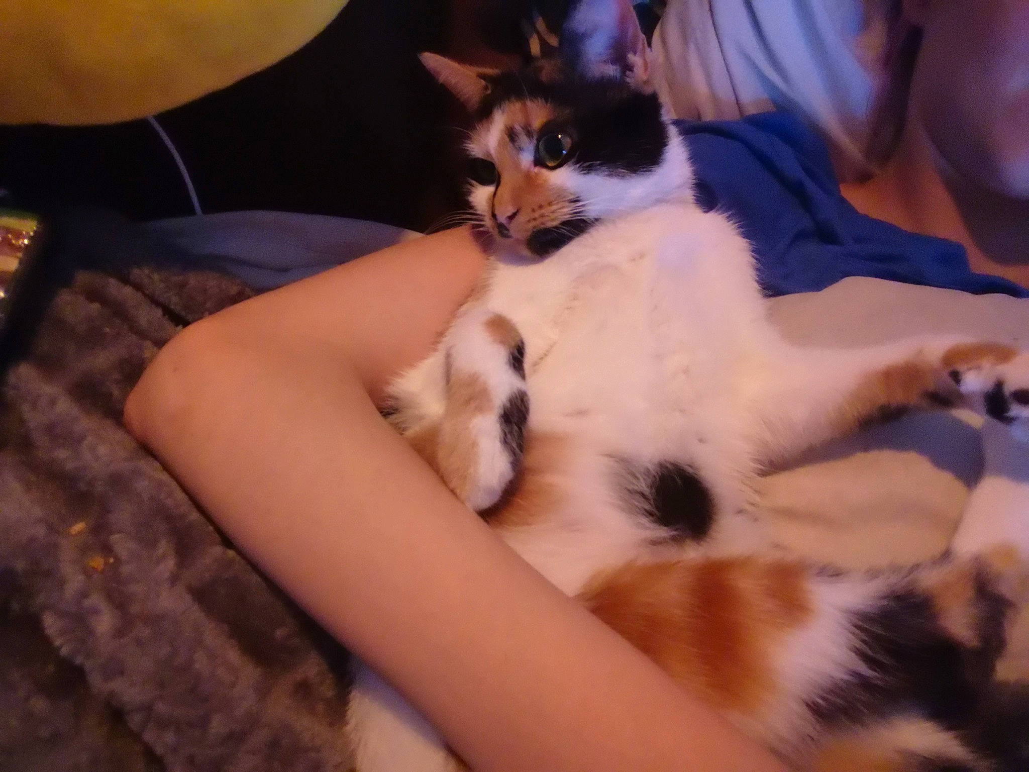 Coffee joined the competition — help win amazing prizes! abdomen, bed, canidae, carnivore, cat, comfort, companion_dog, domestic_short_haired_cat, fawn, felidae, fur, human_leg, lap, paw, sitting, small_to_medium_sized_cats, tail, whiskers