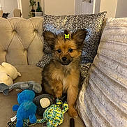 Bear is registered to the contest to win money with this photo: puppy, dog, toy, couch, indoor, cute, bow, pet, fluffy, brown, beige, plush_toy, rope_toy, decorative_pillow, small_dog, animal, furniture, living_room, playful, young_dog