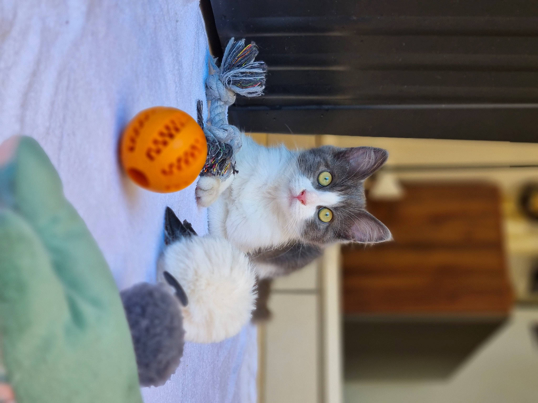 Tyga participe au concours pour gagner de l'argent avec cette photo : calabaza, canidae, carnivore, cat, domestic_short_haired_cat, fawn, felidae, fur, paw, photo_caption, small_to_medium_sized_cats, stuffed_toy, tail, thread, toy, whiskers, wood