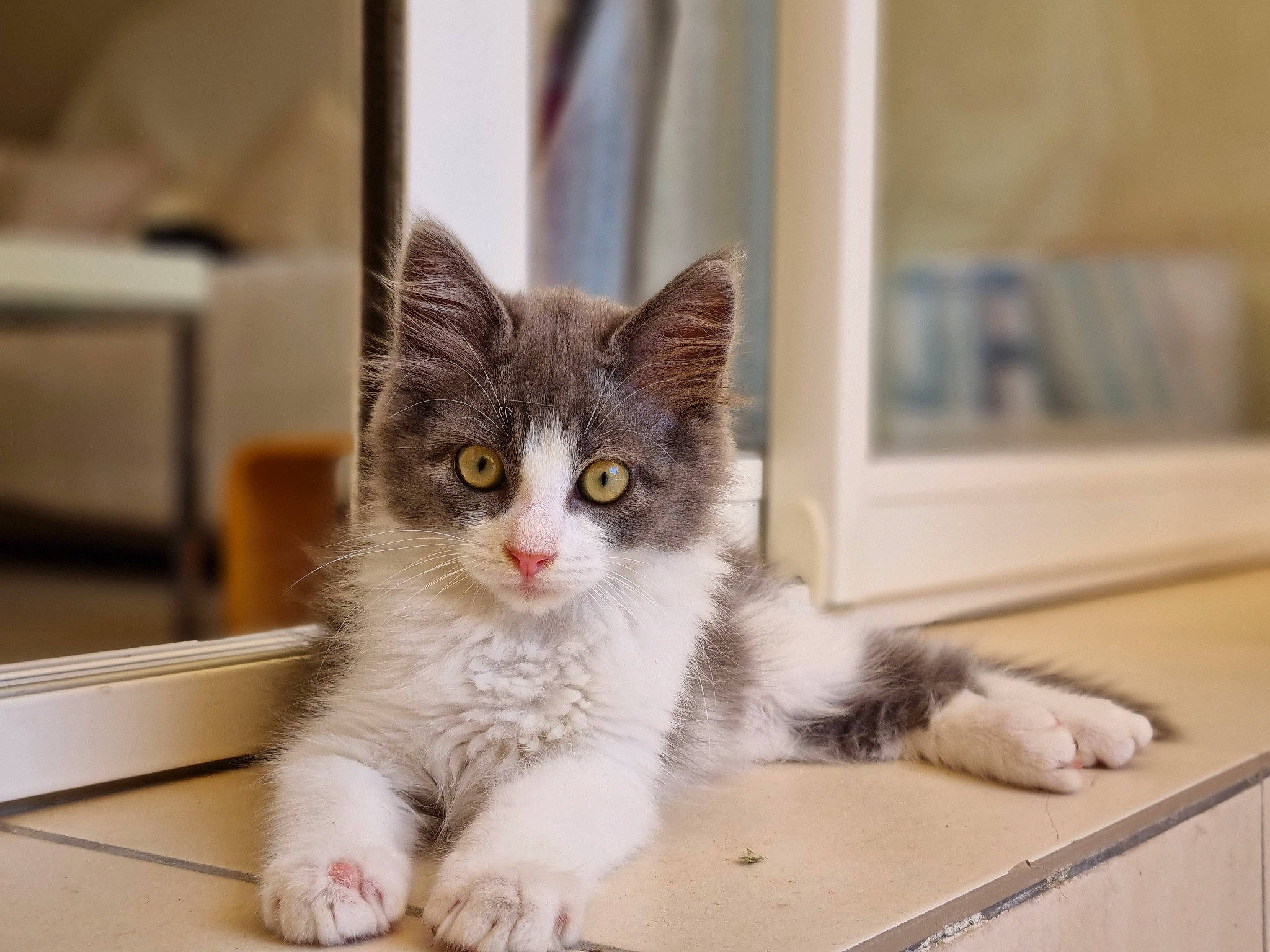 Tyga a rejoint le concours — aidez-le/la à gagner de superbes lots ! box, carnivore, cat, claw, domestic_short_haired_cat, fawn, felidae, flooring, fur, hardwood, paw, puzzle, sitting, small_to_medium_sized_cats, snout, tail, terrestrial_animal, whiskers, window, wood