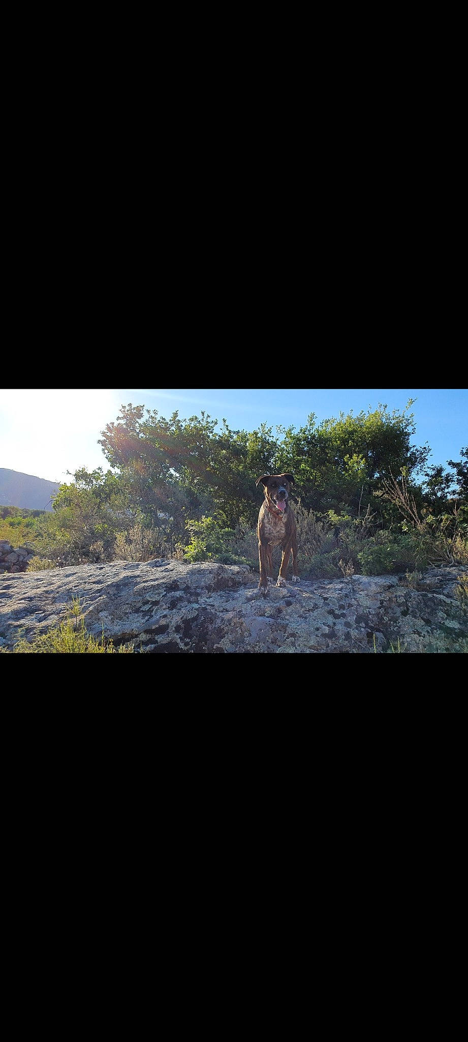 Drago participe au concours pour gagner de l'argent avec cette photo : bedrock, carnivore, fawn, forest, formation, grass, horizon, landscape, natural_landscape, outcrop, plant, plant_community, rectangle, sky, soil, terrain, tints_and_shades, tree, trunk, vegetation