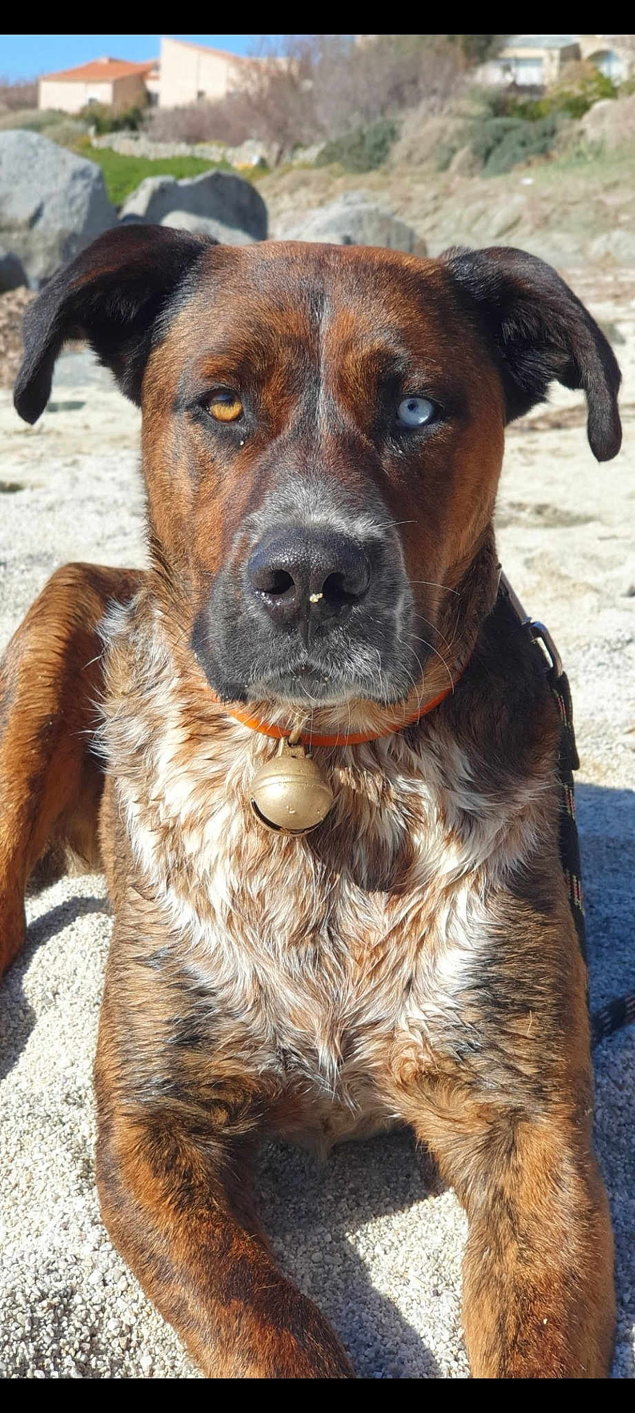 Drago