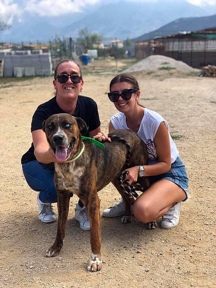 Drago participe au concours pour gagner de l'argent avec cette photo : canidae, carnivore, chair, cloud, companion_dog, dog, dog_breed, eyewear, fawn, fun, glasses, goggles, landscape, leisure, sky, smile, sporting_group, sunglasses, travel, working_animal