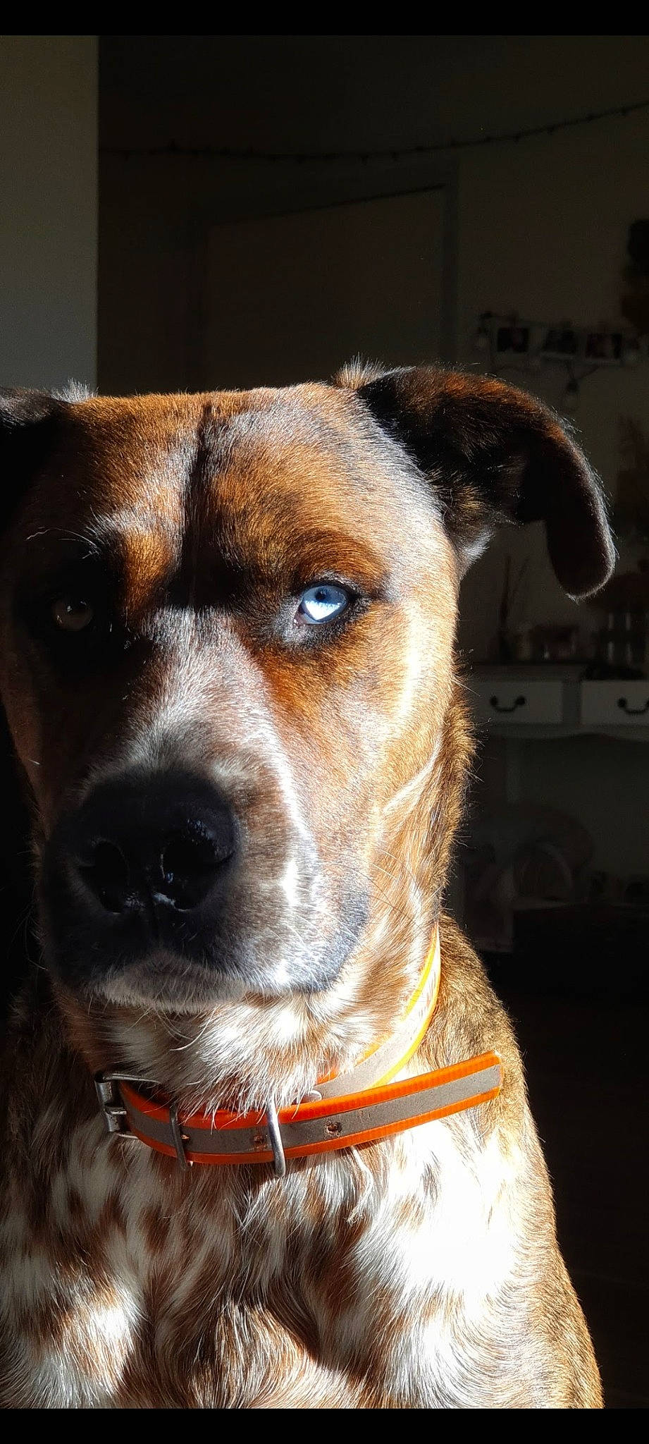 Drago a rejoint le concours — aidez-le/la à gagner de superbes lots ! ancient_dog_breeds, canidae, carnivore, collar, companion_dog, dog, dog_breed, dog_collar, eye, fawn, fur, giant_dog_breed, hunting_dog, leash, pet_supply, snout, sporting_group, whiskers, working_animal, working_dog