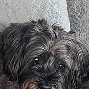 Rolo joined the competition — help win amazing prizes! dog, pet, close_up, gray_fur, fluffy, cute, animal, indoors, resting, portrait, face, fur_texture, calm, curious, companionship, soft_background, domestic, mammal, snout, whiskers