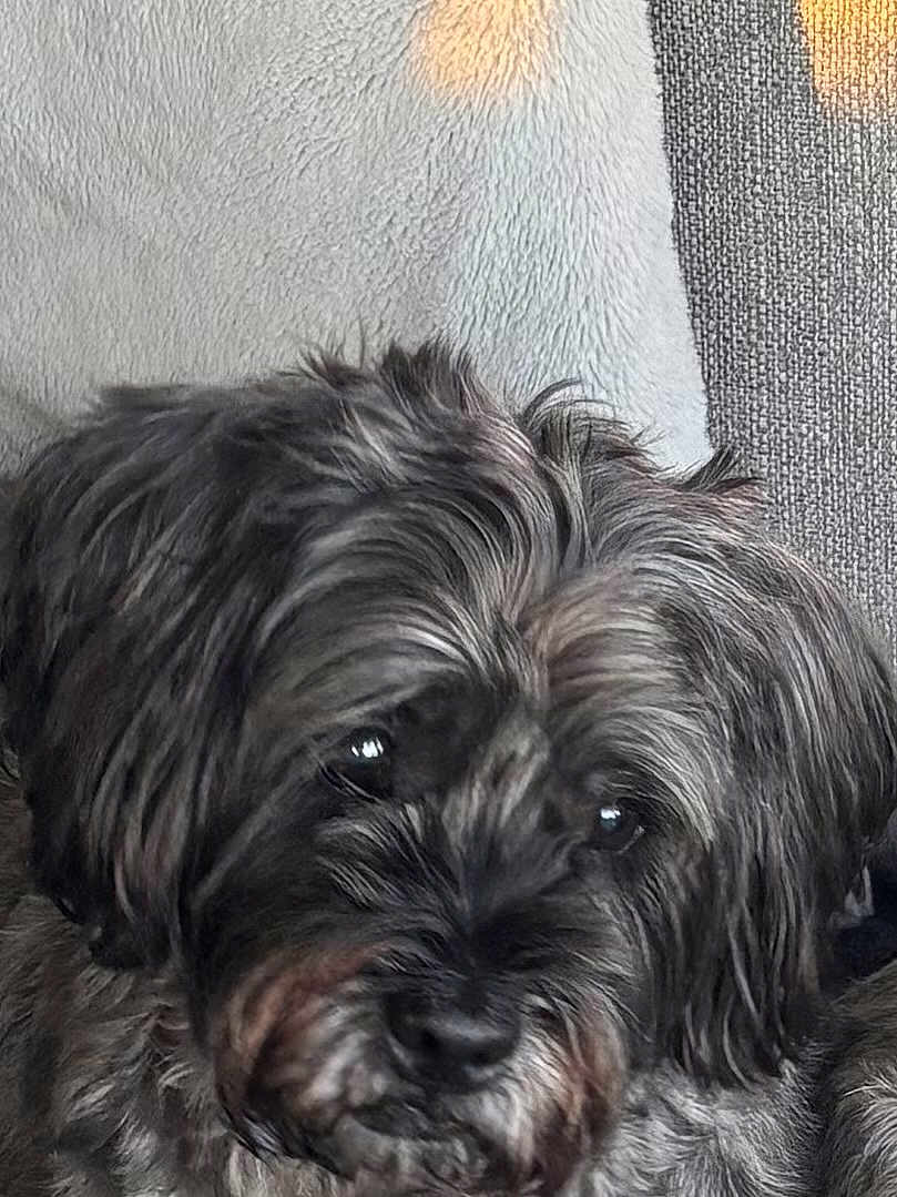 Rolo
