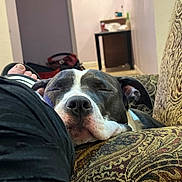 Nyx is registered to the contest to win money with this photo: animal, casual, closeup, comfort, companion, couch, dog, ear, furniture, home, indoors, leg, nose, patterned_fabric, paw, pet, relaxation, resting, sleeping, snout