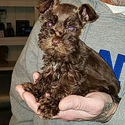 Bean is registered to the contest to win money with this photo: puppy, dog, brown, cute, pet, animal, hand, tattoo, fur, small, indoors, person, holding, portrait, mammal, canine, cozy, cuddle, closeup, friendly