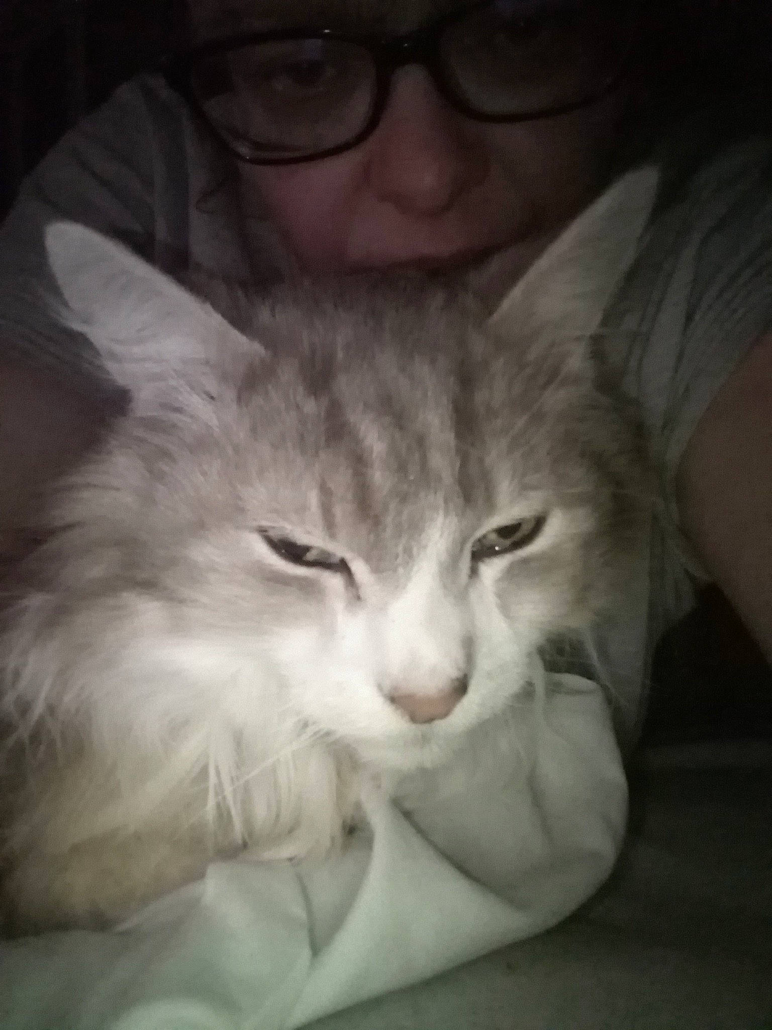 Minou a rejoint le concours — aidez-le/la à gagner de superbes lots ! carnivore, cat, comfort, domestic_short_haired_cat, ear, eye, eyebrow, eyewear, felidae, fur, glasses, iris, nap, nose, paw, sleep, small_to_medium_sized_cats, snout, vision_care, whiskers